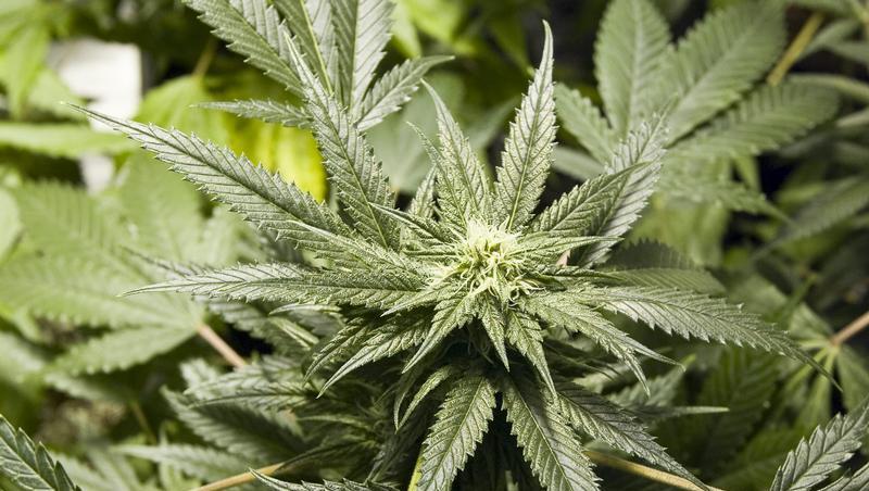 Marihuana (Symbolbild) Marihuana (Symbolbild)