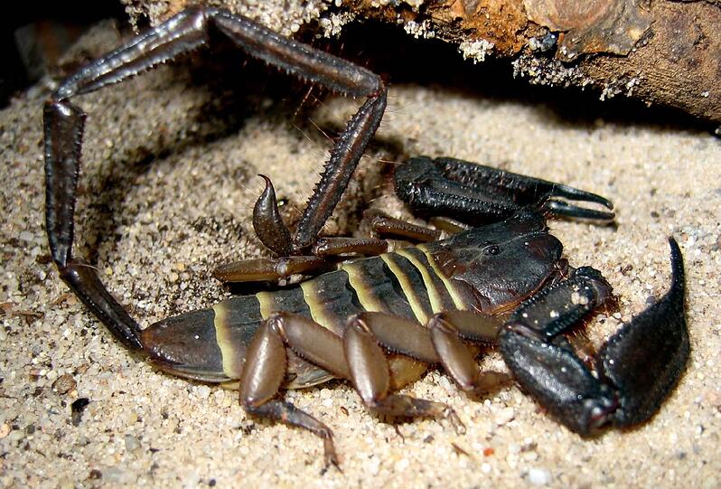 Hadogenes bicolor ist eine Skorpionsart, deren Verbreitungsgebiet auf das nördliche Südafrika beschränkt ist. Sie besitzen einen extrem abgeplatteten Körper und können sich so trotz ihrer beträchtlichen Größe in engen Felsspalten verbergen.