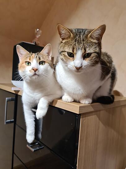Xena und Ares