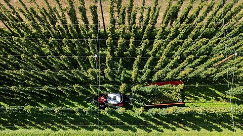Hopfenernte in der baden-w&uuml;rttembergischen Anbauregion Tettnang. (Symbolbild)