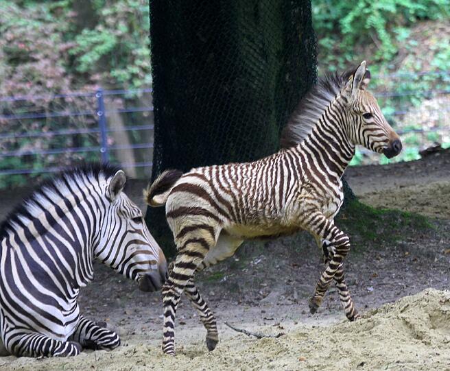 Hartmann-Bergzebra &bdquo;Lubaya&ldquo; kam am 14. Juli zur Welt. Bereits seit unmittelbar nach der Geburt folgt das Fohlen seiner Mutter auf Schritt und Tritt &ndash; die Mama weiß schließlich am besten, wo&rsquo;s lang geht.