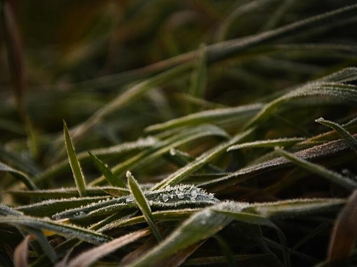 Leichter Frost ist am frühen Morgen auf Gräsern zu sehen. Foto: Nicolas Armer/dpa