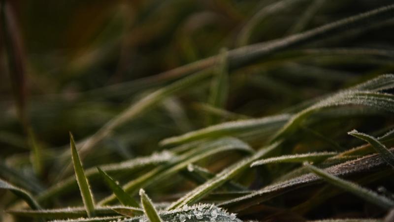 Leichter Frost ist am frühen Morgen auf Gräsern zu sehen. Foto: Nicolas Armer/dpa Leichter Frost ist am frühen Morgen auf Gräsern zu sehen. Foto: Nicolas Armer/dpa