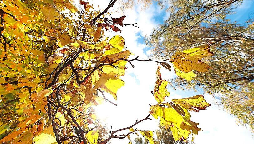 Der Blick nach oben: Zwischen weißen Wolken und gelben Blättern blitzt immer wieder der blaue Himmel durch.  Fotos: Sigi Müller
