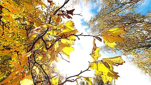 Der Blick nach oben: Zwischen weißen Wolken und gelben Blättern blitzt immer wieder der blaue Himmel durch.  Fotos: Sigi Müller
