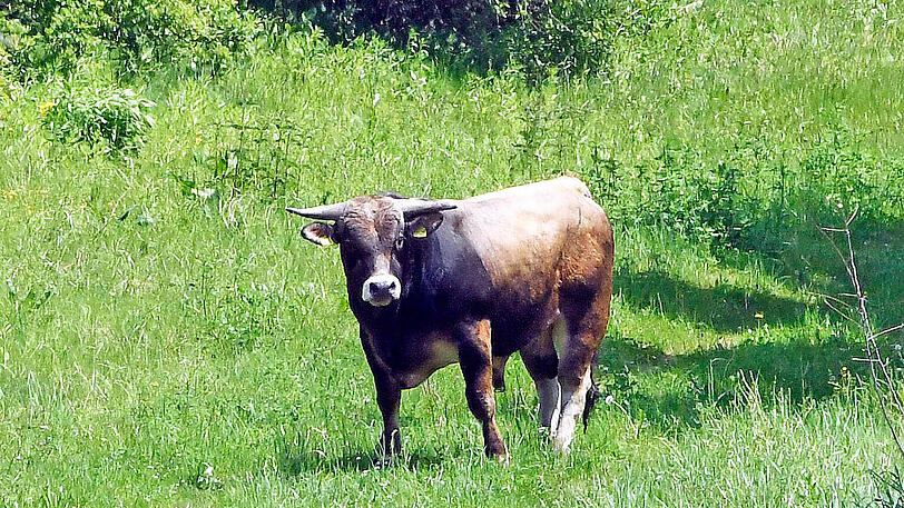 Wildwest an der A94: 17 entflohene Rindviecher hielten die "Cowboys" von Polizei und Feuerwehr stundenlang auf Trab. Die Bilder von der Stierhatz.