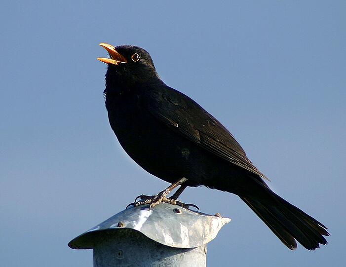 Eine Amsel beim Gratiskonzert.
