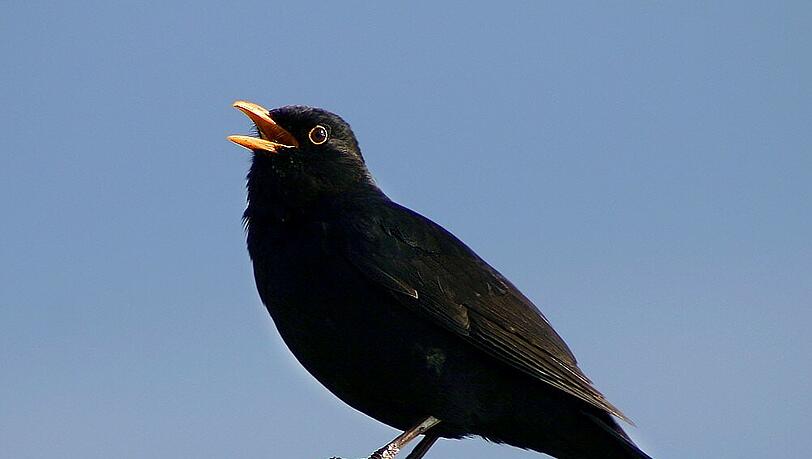 Eine Amsel beim Gratiskonzert. Eine Amsel beim Gratiskonzert.