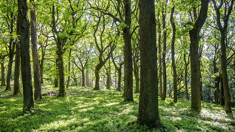 Die Polizei geht davon aus, dass die Hand und der Fuß erst seit kurzer Zeit im Wald lagen. (Symbolbild)