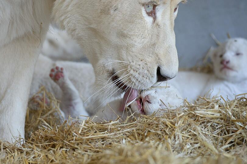 Die Weiße-Löwen-Mama Princess leckt eines ihrer sechs Babys im Stroh.
