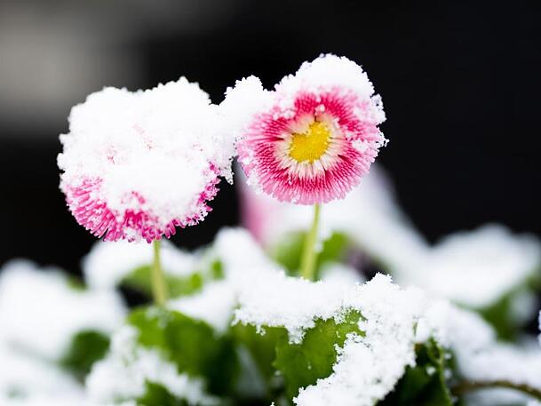Gänseblümchen (Bellis), auch Tausendschön genannt, mögen einen feuchten Boden. Gänseblümchen (Bellis), auch Tausendschön genannt, mögen einen feuchten Boden.