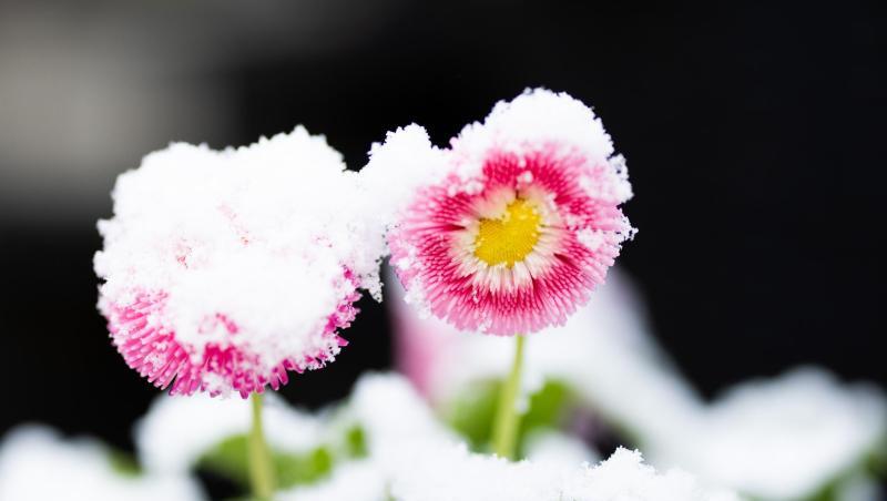Gänseblümchen (Bellis), auch Tausendschön genannt, mögen einen feuchten Boden. Gänseblümchen (Bellis), auch Tausendschön genannt, mögen einen feuchten Boden.