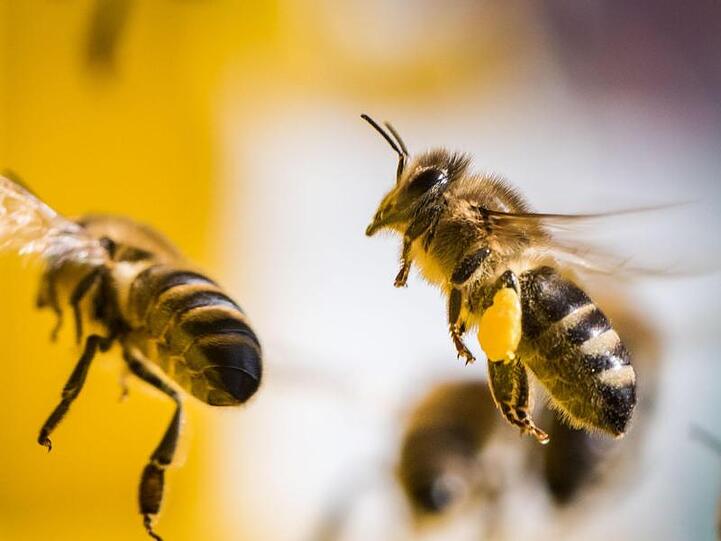 Bienen fliegen zurück zu ihrem Stock. Foto: Frank Rumpenhorst/dpa