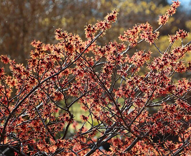 Februar 2014 - der verfrühte Frühling in Obermenzing: Zaubernuss rot (Hamamelis)