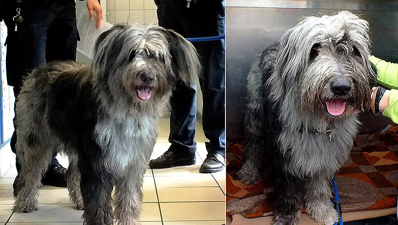 Was für ein Hundeblick: Kein Wunder, dass ein 22-jähriger Geretsrieder diesen Kulleraugen erlag und die verlorene Hundedame zur Bundespolizei begleitete. Was für ein Hundeblick: Kein Wunder, dass ein 22-jähriger Geretsrieder diesen Kulleraugen erlag und die verlorene Hundedame zur Bundespolizei begleitete.