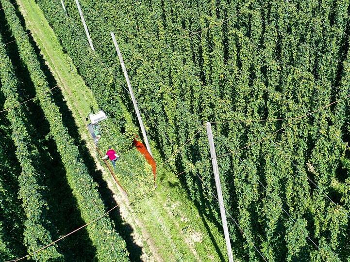 Ein Traktor fährt durch einen Hopfengarten und erntet den Hopfen. Foto: Felix Kästle/dpa/Archivbild