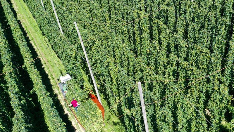Ein Traktor fährt durch einen Hopfengarten und erntet den Hopfen. Foto: Felix Kästle/dpa/Archivbild Ein Traktor fährt durch einen Hopfengarten und erntet den Hopfen. Foto: Felix Kästle/dpa/Archivbild