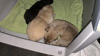 Die Bundespolizei stellte die Hunde sicher und brachte sie ins Tierheim Rosenheim.
