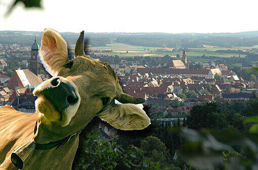 Im Landkreis Amberg flüchtete eine Kuh vor dem Metzger. (Symbolbild)