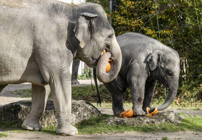 Die Elefanten haben sich's ebenfalls schmecken lassen.