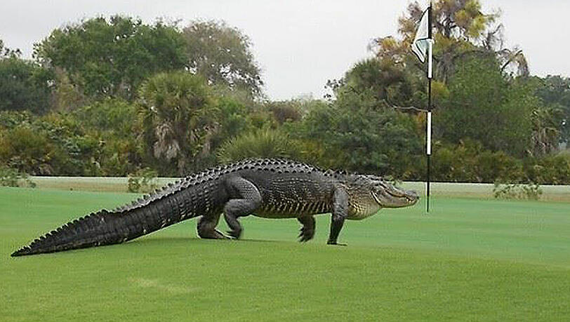 Ein riesiger Alligator läuft über den Golfplatz des Myakka Pines Golf Clubs in Englewood Ein riesiger Alligator läuft über den Golfplatz des Myakka Pines Golf Clubs in Englewood
