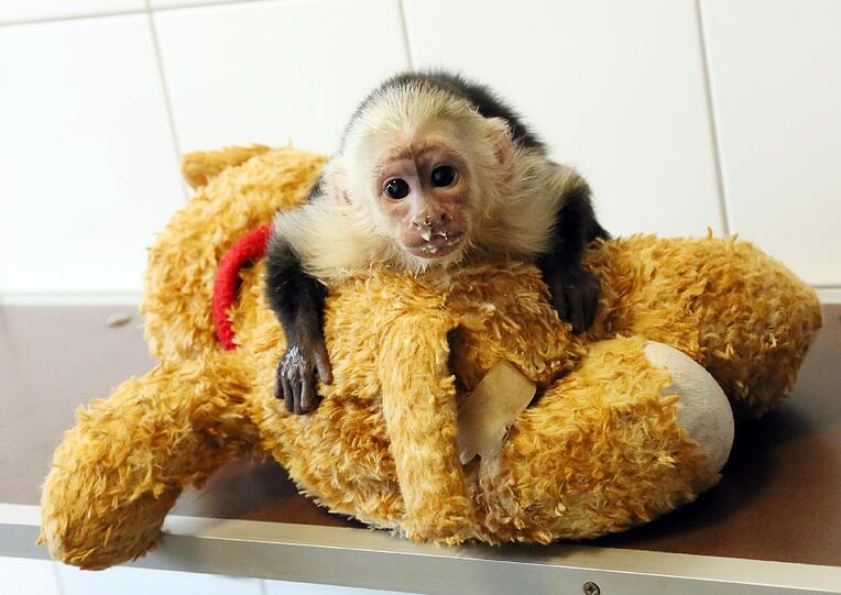 Biebers Affe ist 14 Wochen alt, unglaublich putzig - und derzeit unter Quarantäne. Der Sänger selbst hat sich bislang noch nicht beim Tierheim gemeldet. Wir haben die Gelegenheit genutzt und ein paar Fotos geschossen - zum Durchklicken!