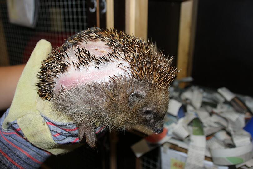 Dieser Igel hat schwer verletzt überlebt &ndash; als bislang einziger.