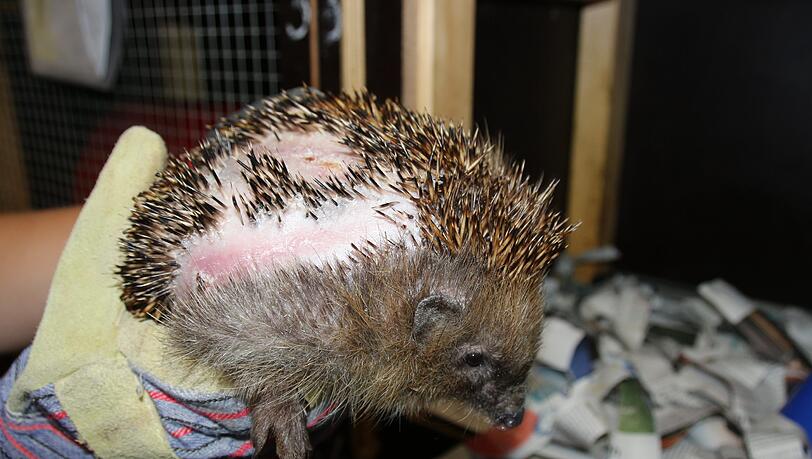 Dieser Igel hat schwer verletzt überlebt – als bislang einziger. Dieser Igel hat schwer verletzt überlebt – als bislang einziger.