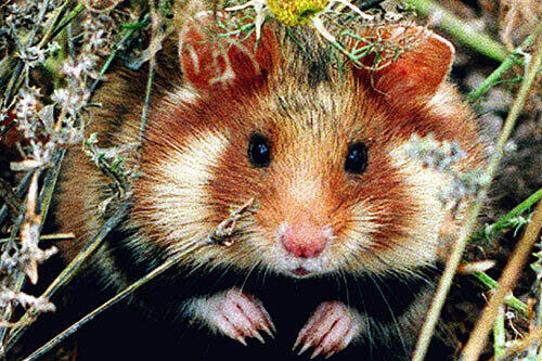 Kleine Tier - wie Hamster - darf der Vermieter nicht verbieten.