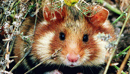 Kleine Tier - wie Hamster - darf der Vermieter nicht verbieten. Kleine Tier - wie Hamster - darf der Vermieter nicht verbieten.