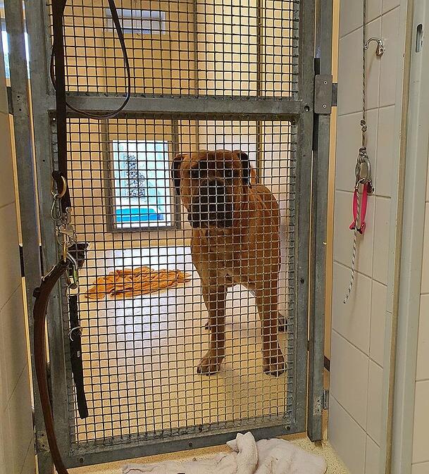 Der zweite beißende Boerboel. Die Tiere sind seit der Attacke im Juli 2021 im Tierheim. Der zweite beißende Boerboel. Die Tiere sind seit der Attacke im Juli 2021 im Tierheim.