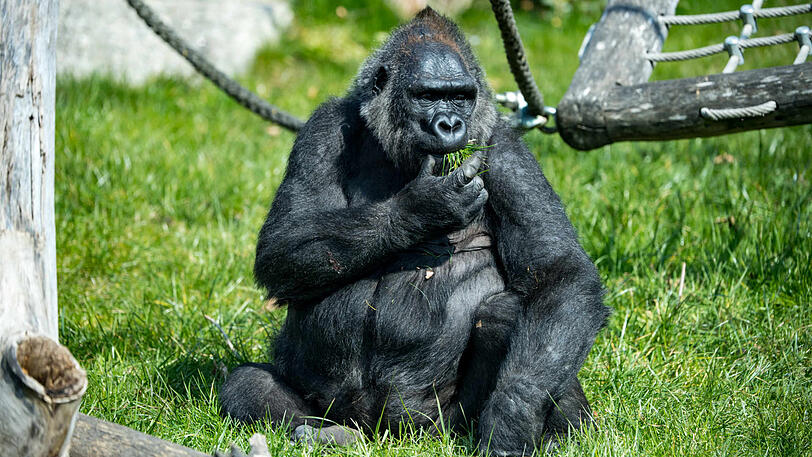 Währenddessen genießt Neema im Außenbereich der Gorillas die frühlingshaften Temperaturen.