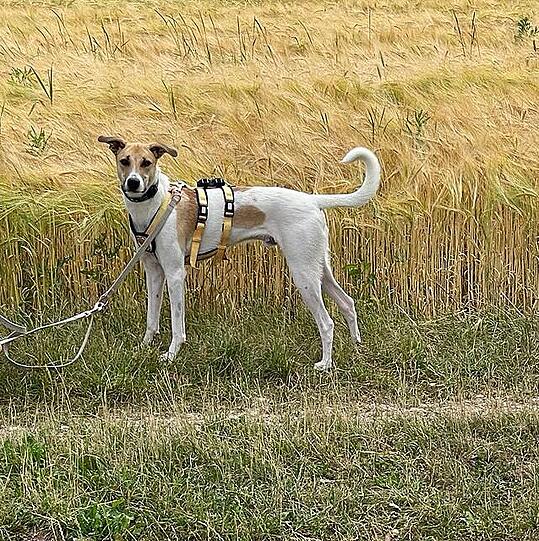 Karli