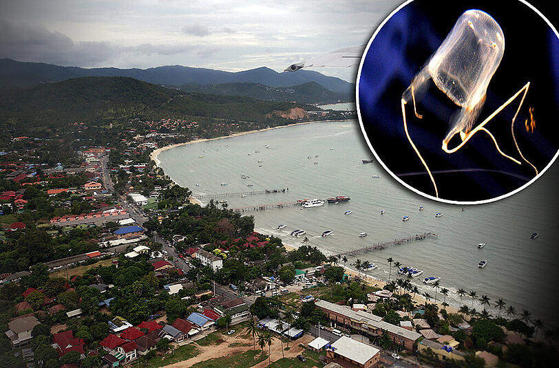 Die Urlaubsinsel Koh Samui: Normalerweise gibt es hier keine Würfelquallen.