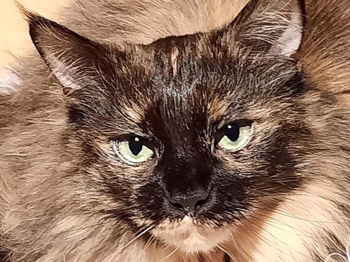 Holly