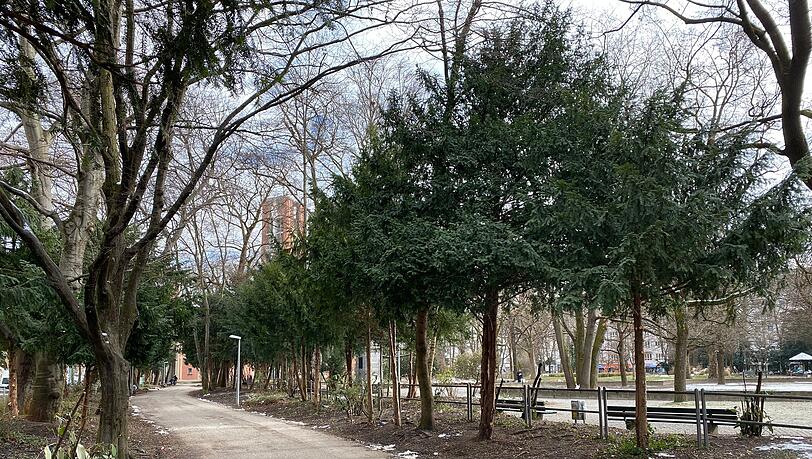 Im Nußbaumpark beim Sendlinger Tor bleiben nach umfassenden Maßnahmen der Stadt fast nur noch Bäume übrig.