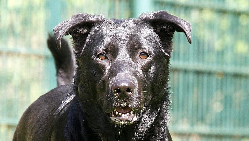 So zum Beispiel sieht ein Sch&auml;ferhund-Labrador-Mischling aus. (Symbolbild)