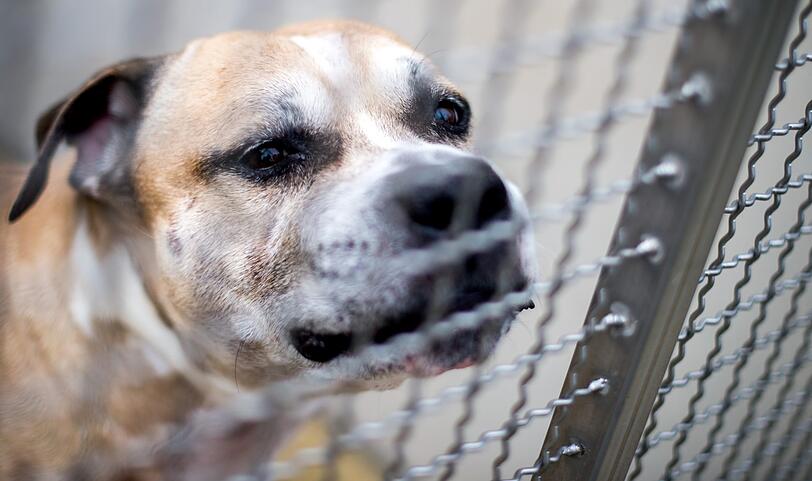 Staffordshire-Terrier "Cico" biss vergangene Woche in Hannover seine Besitzerin und deren Sohn tot.