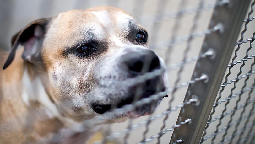 Staffordshire-Terrier "Cico" biss vergangene Woche in Hannover seine Besitzerin und deren Sohn tot. Staffordshire-Terrier "Cico" biss vergangene Woche in Hannover seine Besitzerin und deren Sohn tot.