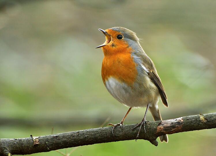 ... Rotkehlchen. Das beliebte Vögelchen erfreut Vogelbeobachter auch und gerade im Winter als kleiner Farbklecks in der weißen oder tristen heimischen Landschaft. Aber nur, wenn oberhalb der roten Kehle auch ein rotes Gesicht leuchtet, ist es auch wirklich ein Rotkehlchen. ... Rotkehlchen. Das beliebte Vögelchen erfreut Vogelbeobachter auch und gerade im Winter als kleiner Farbklecks in der weißen oder tristen heimischen Landschaft. Aber nur, wenn oberhalb der roten Kehle auch ein rotes Gesicht leuchtet, ist es auch wirklich ein Rotkehlchen.