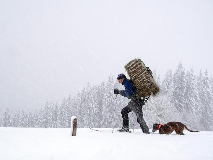 Jäger Arno Bletzinger und sein Jagdhund Baldur vom Forstbetrieb Sonthofen bringt ausgerüstet mit Tourenski Heu für die Wildtiere in den Wald. Foto: Armin Paul-Prößler/Archiv