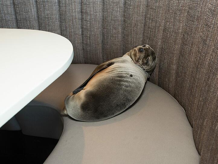 Tierischer Gast in einem kalifornischen Luxus-Restaurant.