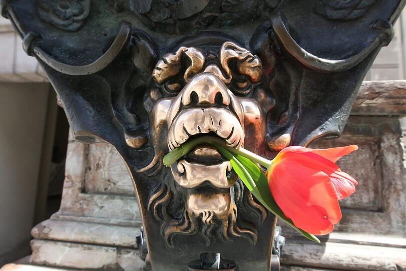 Mit Blumenschmuck: die blanke Löwennase an der Residenz.