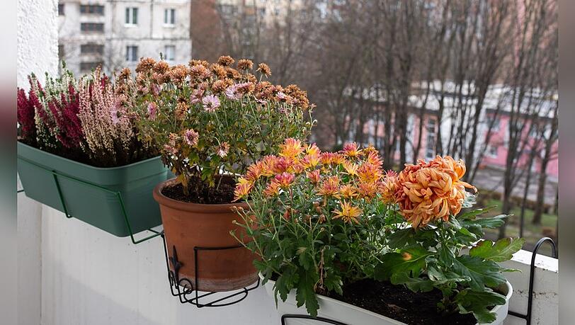 Vor dem ersten Frost sollte man auf dem Balkon einiges erledigen. Vor dem ersten Frost sollte man auf dem Balkon einiges erledigen.