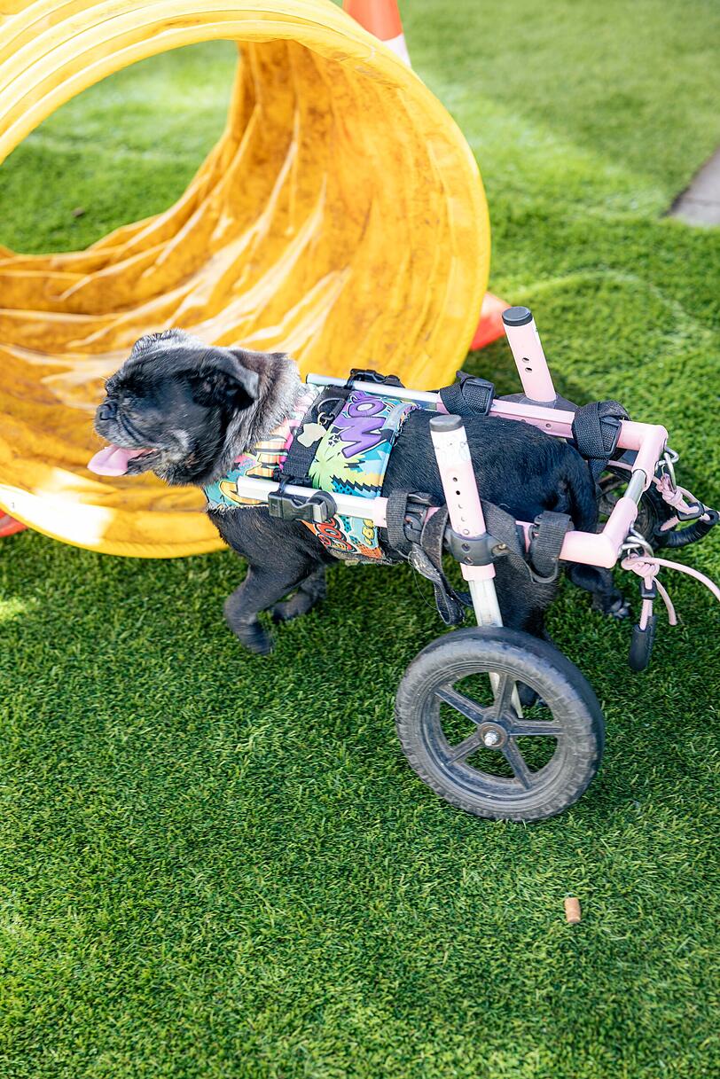 Der Binjao-Mops Linda ist auf einen Hunde-Rollstuhl angewiesen – und absolvierte dennoch den Hindernis-Parcours. Der Binjao-Mops Linda ist auf einen Hunde-Rollstuhl angewiesen – und absolvierte dennoch den Hindernis-Parcours.