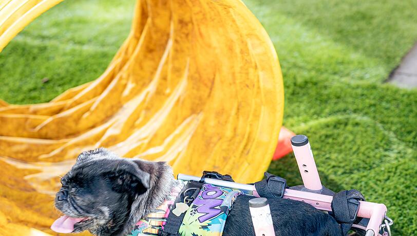 Der Binjao-Mops Linda ist auf einen Hunde-Rollstuhl angewiesen – und absolvierte dennoch den Hindernis-Parcours.