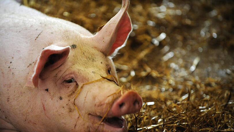 Tierische Verwechslung: Das Schweinegrunzen interpretierte ein Polizist als menschliche Hilfeschreie. Tierische Verwechslung: Das Schweinegrunzen interpretierte ein Polizist als menschliche Hilfeschreie.