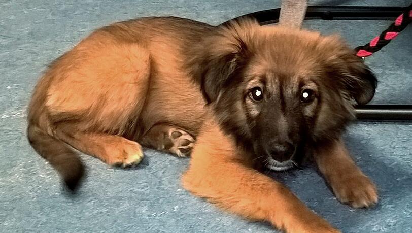 Fünf Wochen nach dem dreisten Welpen Diebstahl konnte die Besitzerin Lumina wieder in die Arme schließen. Fünf Wochen nach dem dreisten Welpen Diebstahl konnte die Besitzerin Lumina wieder in die Arme schließen.