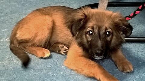 Fünf Wochen nach dem dreisten Welpen Diebstahl konnte die Besitzerin Lumina wieder in die Arme schließen.