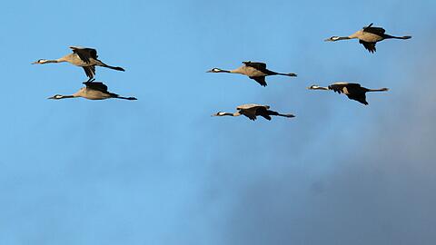 Kraniche sind nun auch in Bayern an der Vogelgrippe verendet. (Archivfoto)